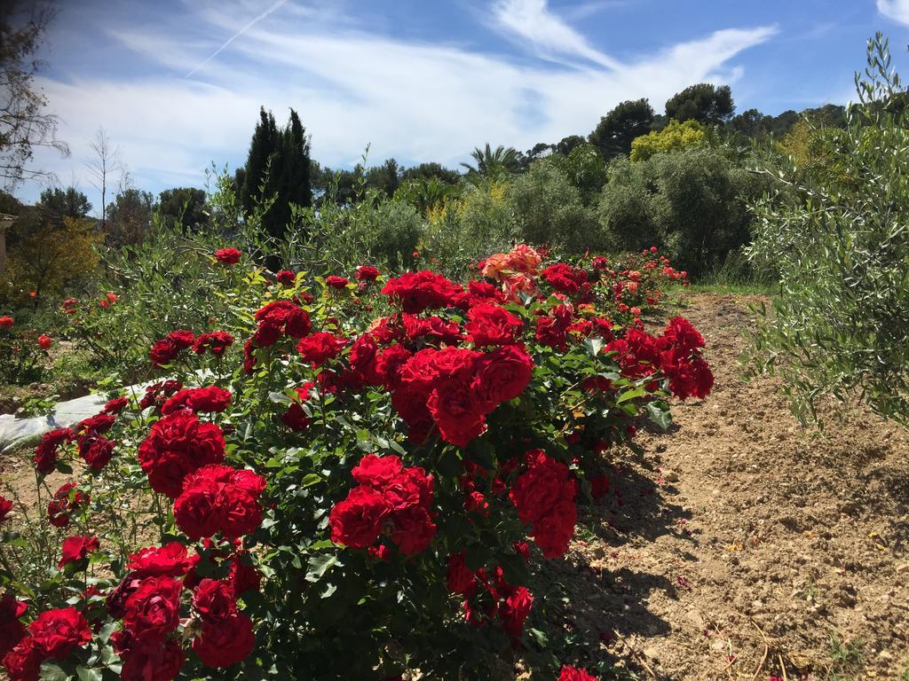 Le Clos De La Chevre Sud La Cadiere-d'Azur Exteriör bild